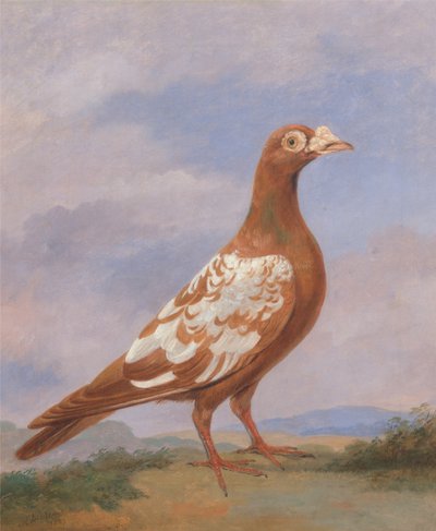 Red Pied Carrier by Dean Wolstenholme